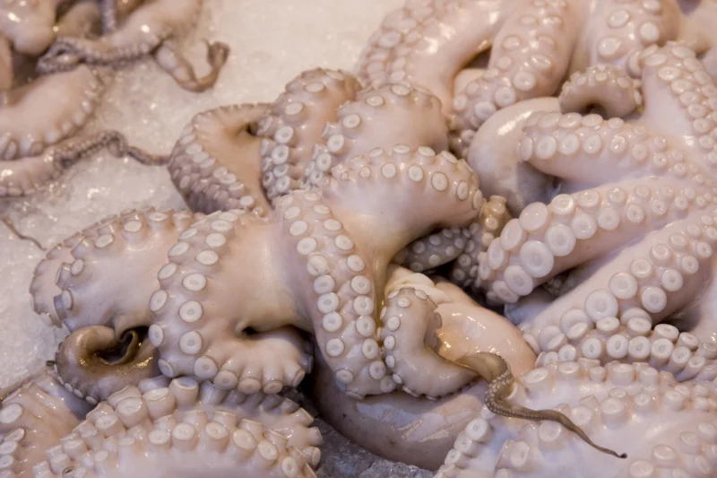 poulpe - Pêche au poulpe : la saison hivernale reprend malgré des mises en garde