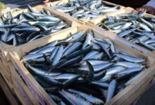 SARDINES maroc 220x150 - Sardines sous tension : pourquoi le Maroc ferme le robinet des exportations pour protéger le marché local