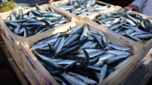 SARDINES maroc 300x169 - SARDINES maroc