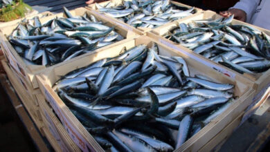 Sardines sous tension : pourquoi le Maroc ferme le robinet des exportations pour protéger le marché local SARDINES maroc 390x220 - Sardines sous tension : pourquoi le Maroc ferme le robinet des exportations pour protéger le marché local