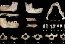 fossiles casablanca 220x150 - Histoire : le Premier Homme aurait été bidaoui!