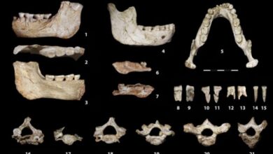 fossiles casablanca 390x220 - Histoire : le Premier Homme aurait été bidaoui!