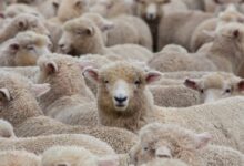 Ovins australiens : aucun export vers le marché marocain n'a été effectué jusque-là moutons australie 220x150 - Ovins australiens : aucun export vers le marché marocain n'a été effectué jusque-là