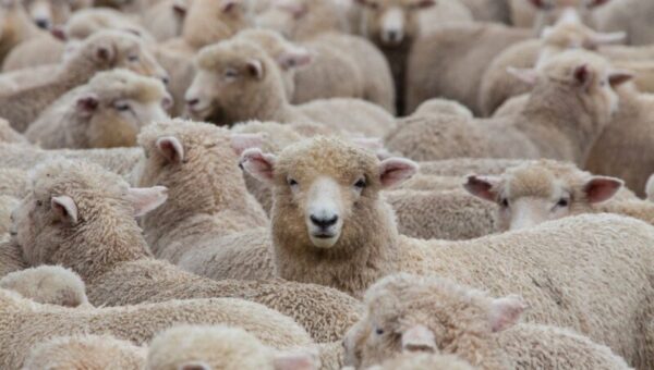 moutons australie 600x340 - Ovins australiens : aucun export vers le marché marocain n'a été effectué jusque-là