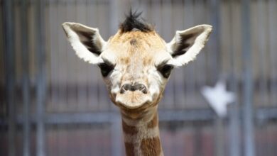 bebe girafe 390x220 - Naissance d'un bébé girafe à Mohammedia, une première au Maroc