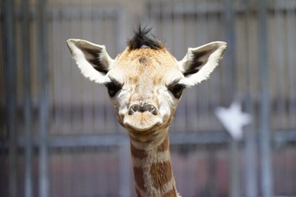 bebe girafe 600x401 - Naissance d'un bébé girafe à Mohammedia, une première au Maroc