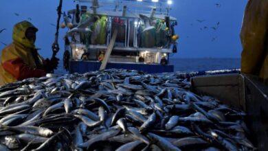 Sardines rares, prix en hausse : le repos biologique prolongé met les marchés sous tension sardines 390x220 - Sardines rares, prix en hausse : le repos biologique prolongé met les marchés sous tension