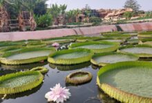 WhatsApp Image 2026 02 11 at 14.49.51 220x150 - Agadir accueille en mai 2026 le congrès mondial des spécialistes des crocodiles