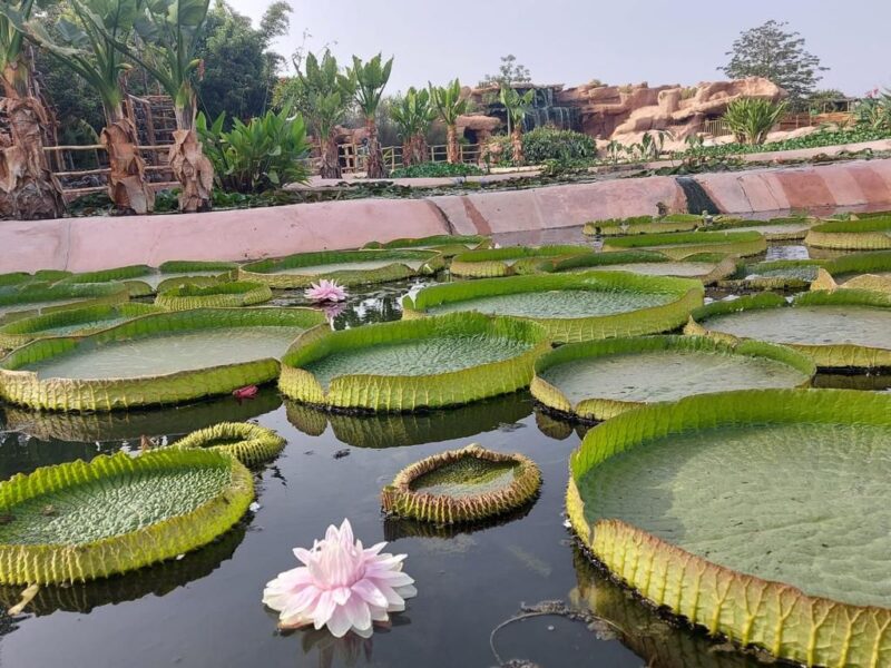 WhatsApp Image 2026 02 11 at 14.49.51 - Agadir accueille en mai 2026 le congrès mondial des spécialistes des crocodiles