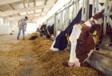 elevage 220x150 - Élevage : sécheresse et coûts sous pression, la durabilité s’impose comme priorité stratégique