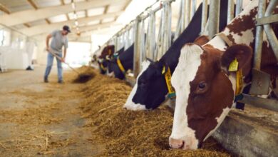 elevage 390x220 - Élevage : sécheresse et coûts sous pression, la durabilité s’impose comme priorité stratégique